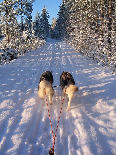 Awa ja Apollo 23.1.08 024.jpg - Awa ja Apollo 23.1.08 / Awa and Apollo working 23.1.08